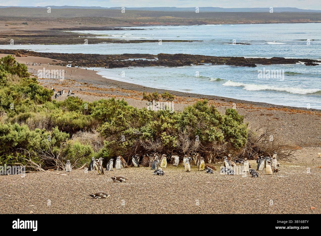 Magellan-Pinguin (Spheniscus magellanicus), Magellan-Pinguin-Kolonie im Wildreservat Punta Tombo, Bruthöhlen erstrecken sich weit nach hinten Stockfoto