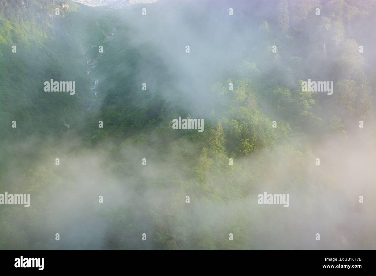 Grüner Wald im Morgennebel. Hochwertige Fotos Stockfoto