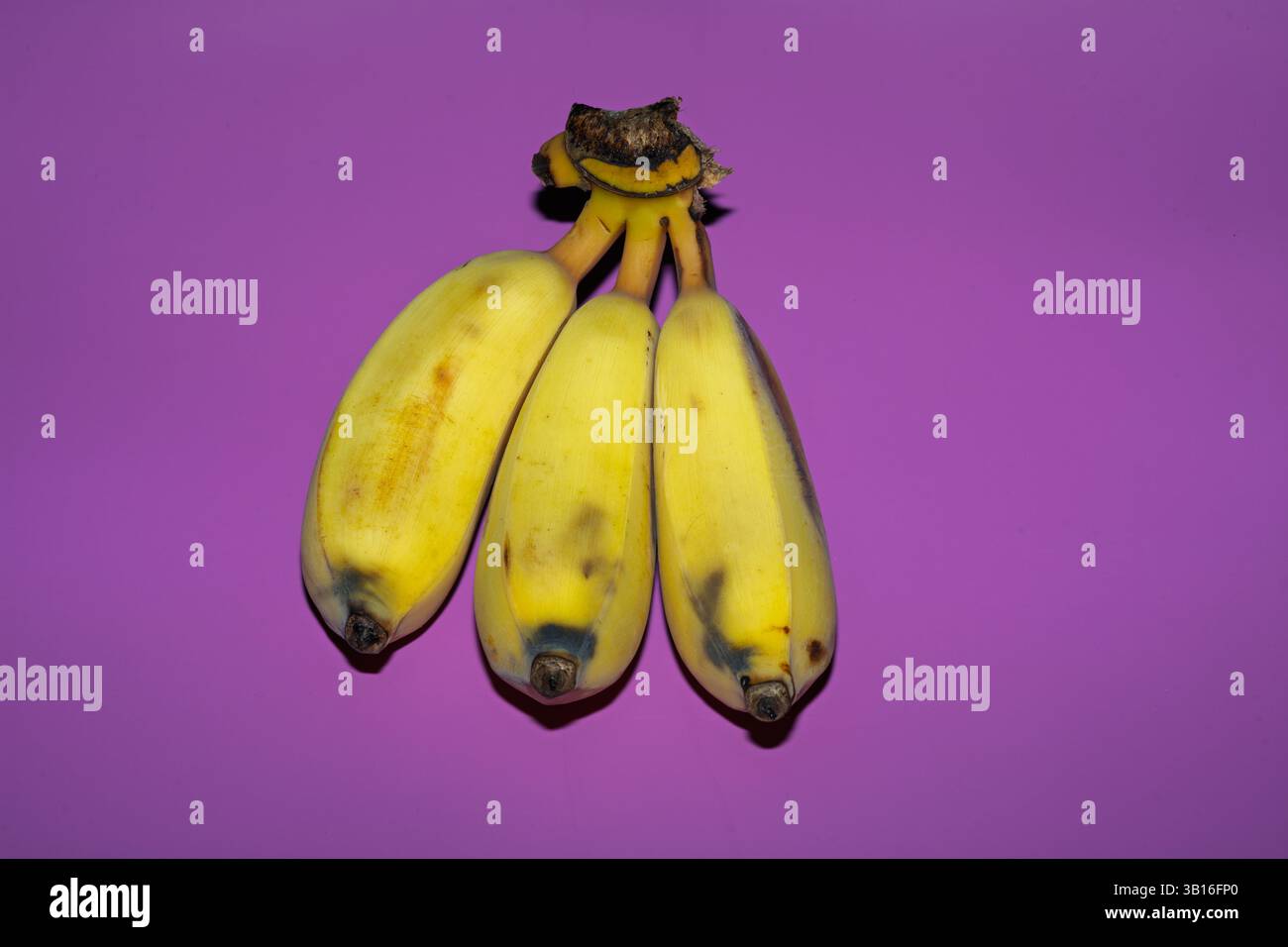 Drei Bananen auf klarem lila Hintergrund Stockfoto