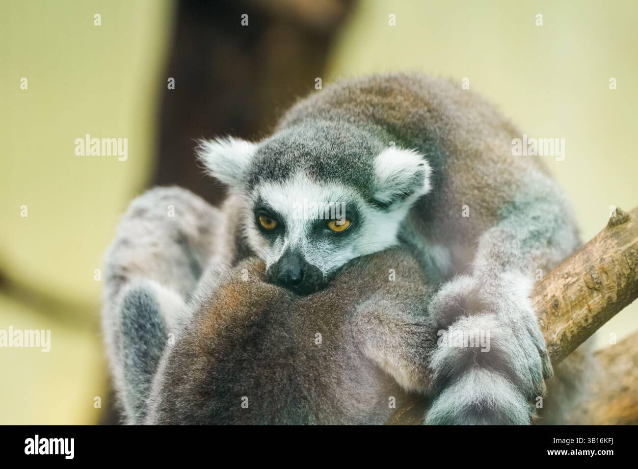 Porträt eines RingschwanzLemuren. Tier in Nahaufnahme. Lemurcatta Stockfoto