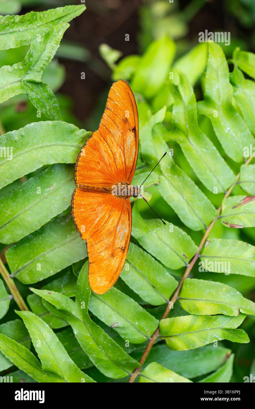 Orangen-Julia-Schmetterling Dryas Iulia auf grünen Blättern, pinselfüßige Arten, auch Flamme oder flambeau genannt, sind in Brasilien heimisch Stockfoto