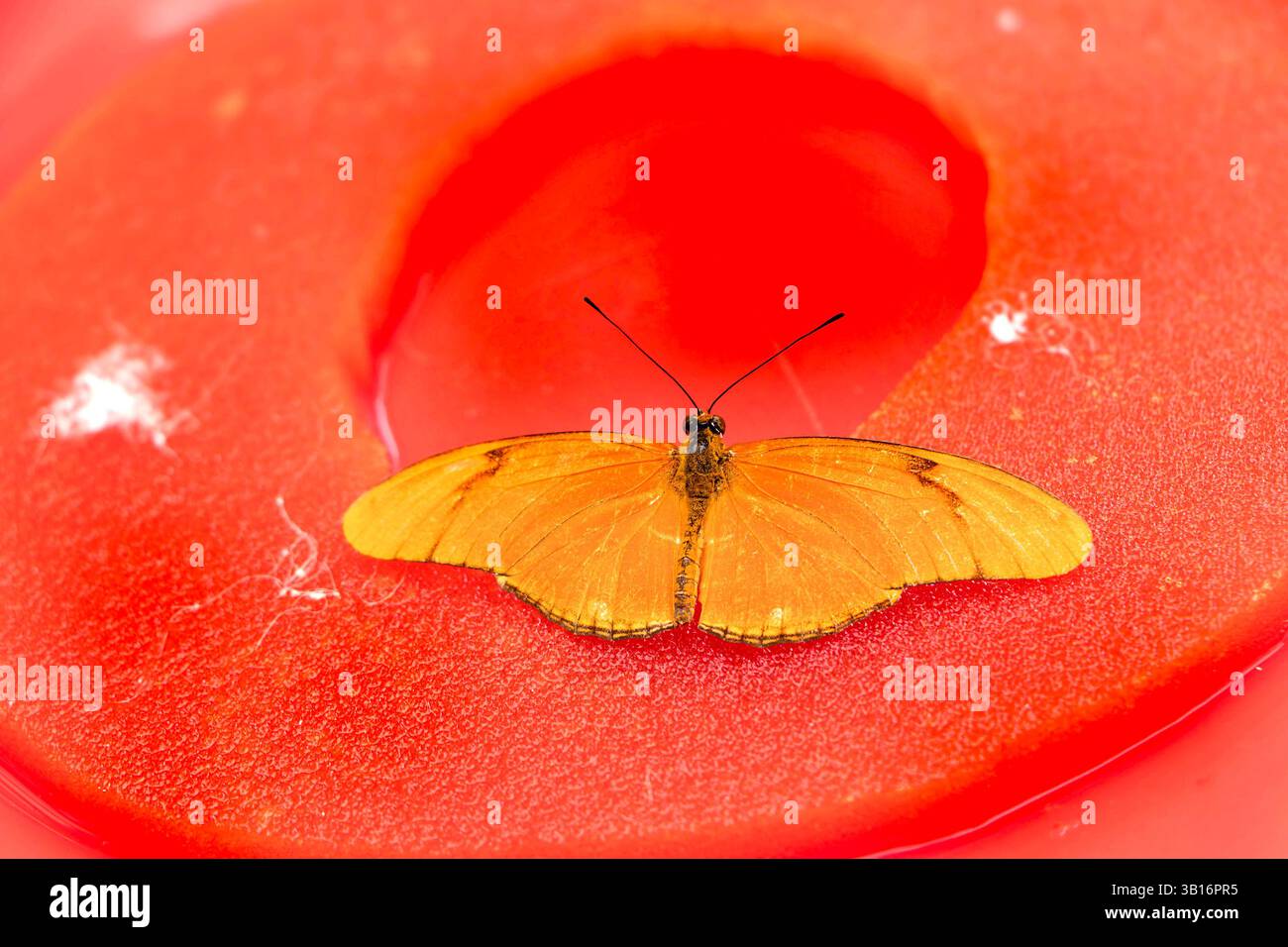 Orangen-Julia-Schmetterling Dryas Iulia auf Orangenfüßern, gebürstende Arten, auch flamme oder flambeau genannt, sind in Brasilien heimisch Stockfoto