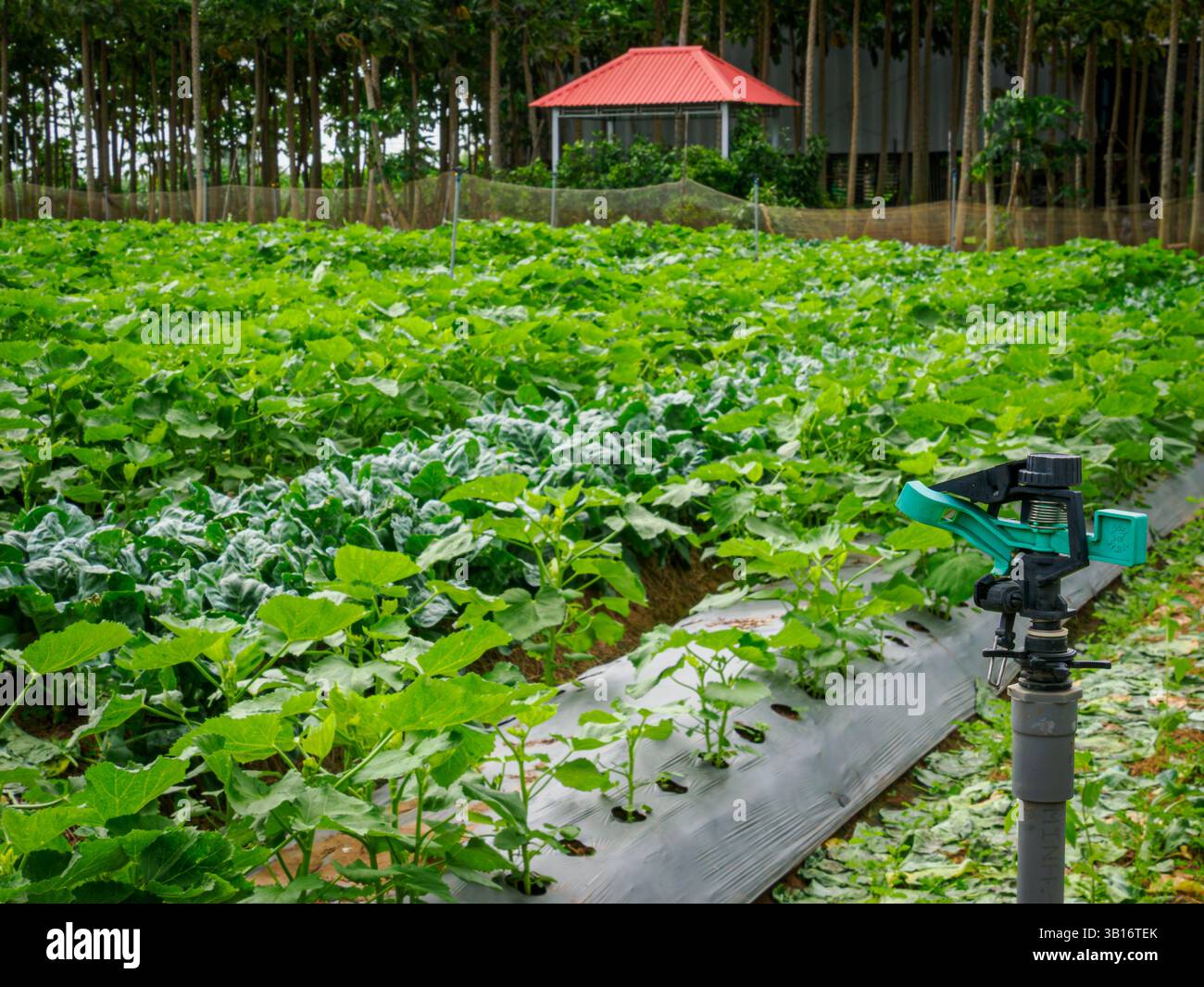 Ein rotierender Wassersprenger, der in einem Feld in Vin Hoa Evergreen Village, Tan Chau, Vietnam, verwendet wird. Stockfoto