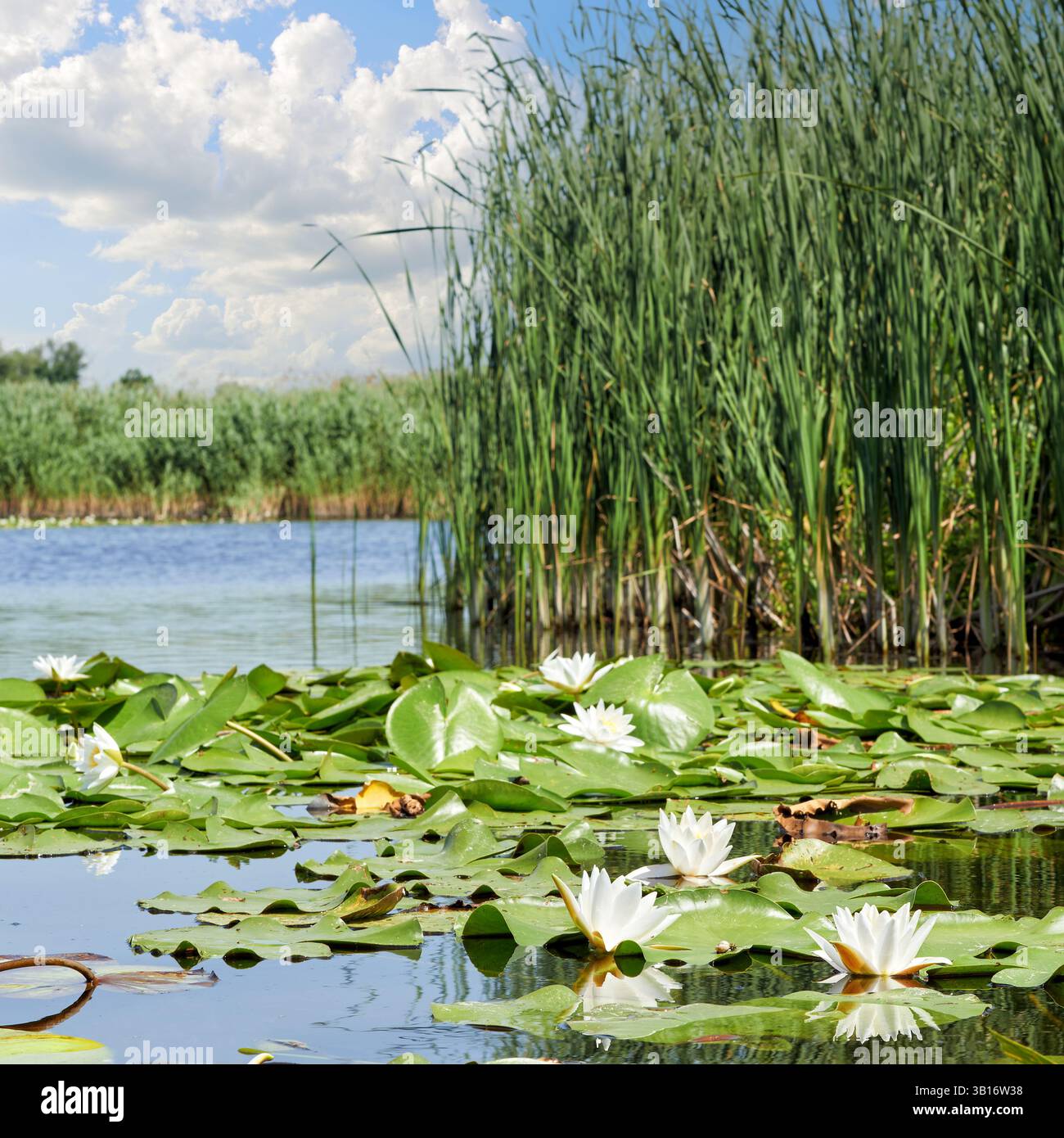 Malerischer Waldsee mit wunderschönen Seerosen vor dem Hintergrund eines blauen Sommerhimmels im Dnieper-Delta. Dnieper River, Region Kherson, U Stockfoto