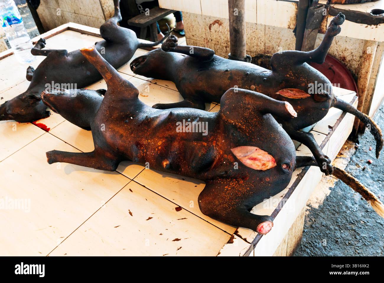 Schlachthunde auf dem traditionellen Markt Tomohon. Indonesiens Wildtiermärkte Tomohon Extreme Market. Hera, du kannst Fledermäuse, Ratten, Schlangen und Eidechsen kaufen Stockfoto