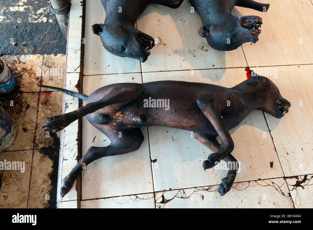 Schlachthunde auf dem traditionellen Markt Tomohon. Indonesiens Wildtiermärkte Tomohon Extreme Market. Hera, du kannst Fledermäuse, Ratten, Schlangen und Eidechsen kaufen Stockfoto