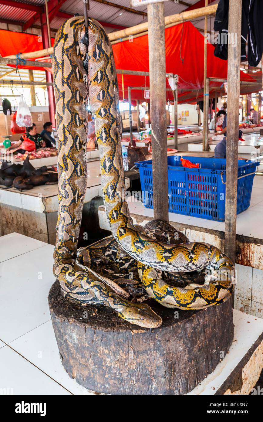Schlachtschlange auf Indonesiens Wildtiermärkten. Tomohon Extreme Market. Hera man kann Fledermäuse, Ratten, Schlangen und Eidechsen kaufen, die aus der Wildnis genommen wurden Stockfoto