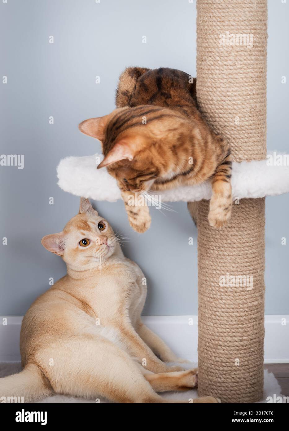 Burmesische und bengalische Katzen entspannen sich auf einem Kratzbaum im Wohnzimmer. Zwei reinrassige Katzen interagieren im Inneren. Stockfoto