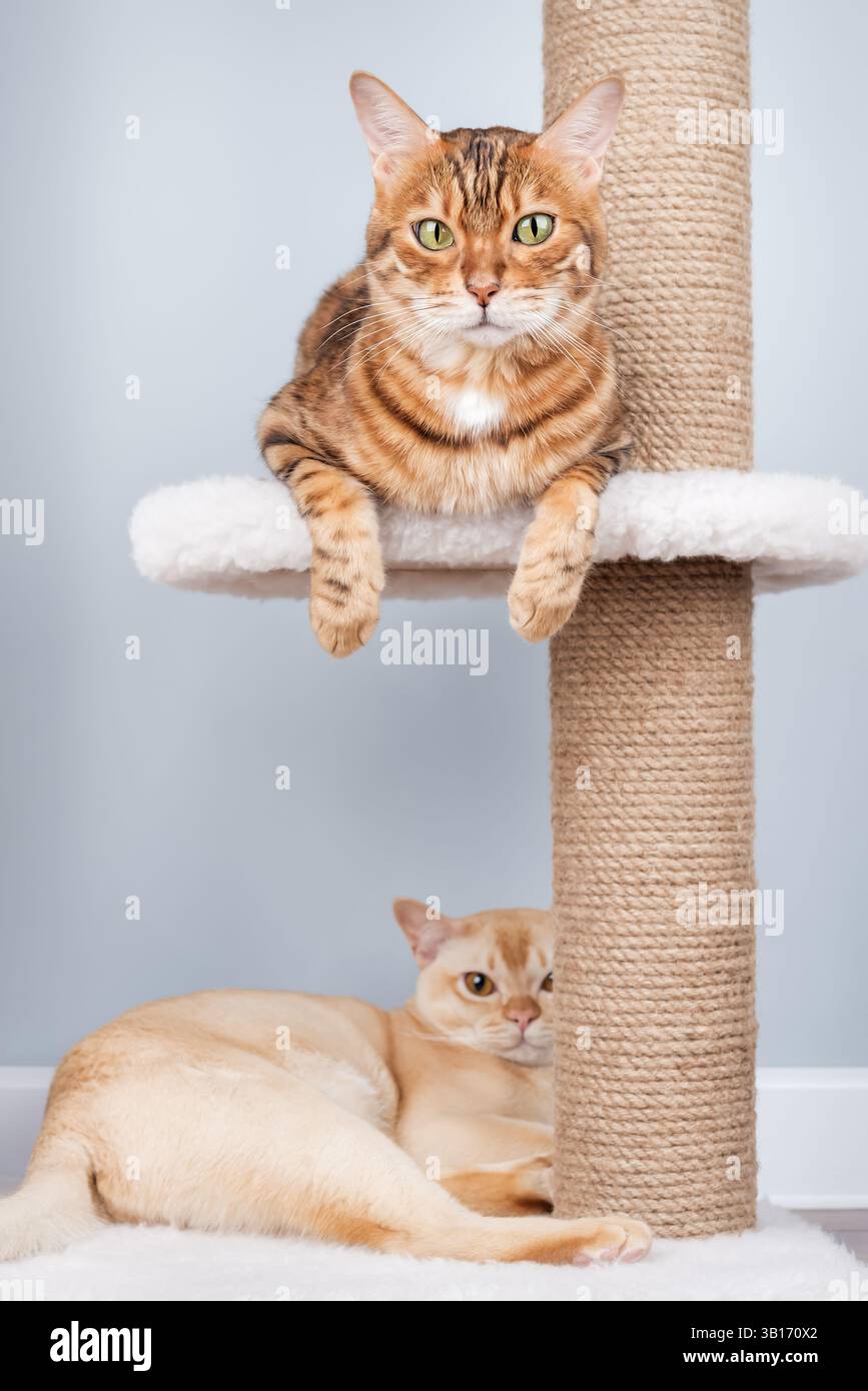 Burmesische und bengalische Katzen entspannen sich auf einem Kratzbaum im Wohnzimmer. Zwei reinrassige Katzen interagieren im Inneren. Stockfoto