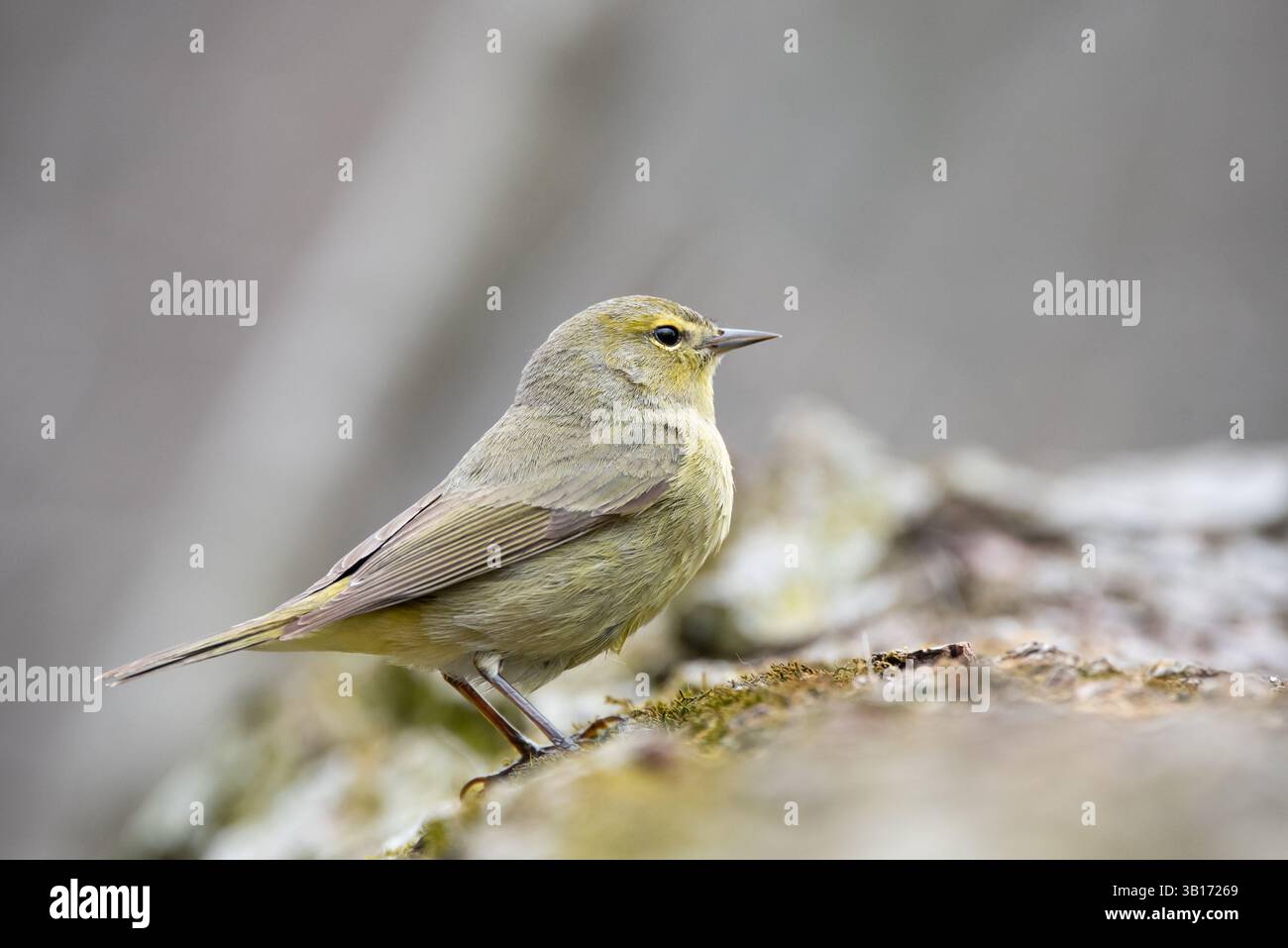 Ein orangengekrönter Warbler, der während des Frühlingszuges in Wisconsin auf einem Baumstamm stand. Stockfoto
