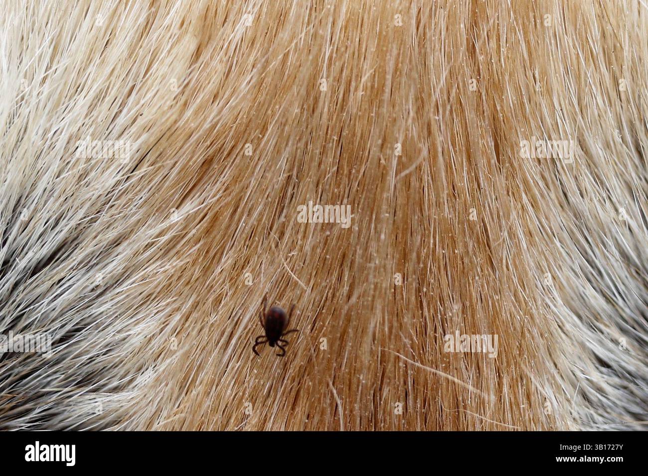 Teign Valley, Devon, Großbritannien. April 2025. Zeckensaison in Wäldern rund um das Teign Valley in Devon. Im Bild: Das Fell eines Goldenen Retrievers nach einem Spaziergang durch den Wald ankreuzen. Hinweis: Nidpor/Alamy Live News Stockfoto