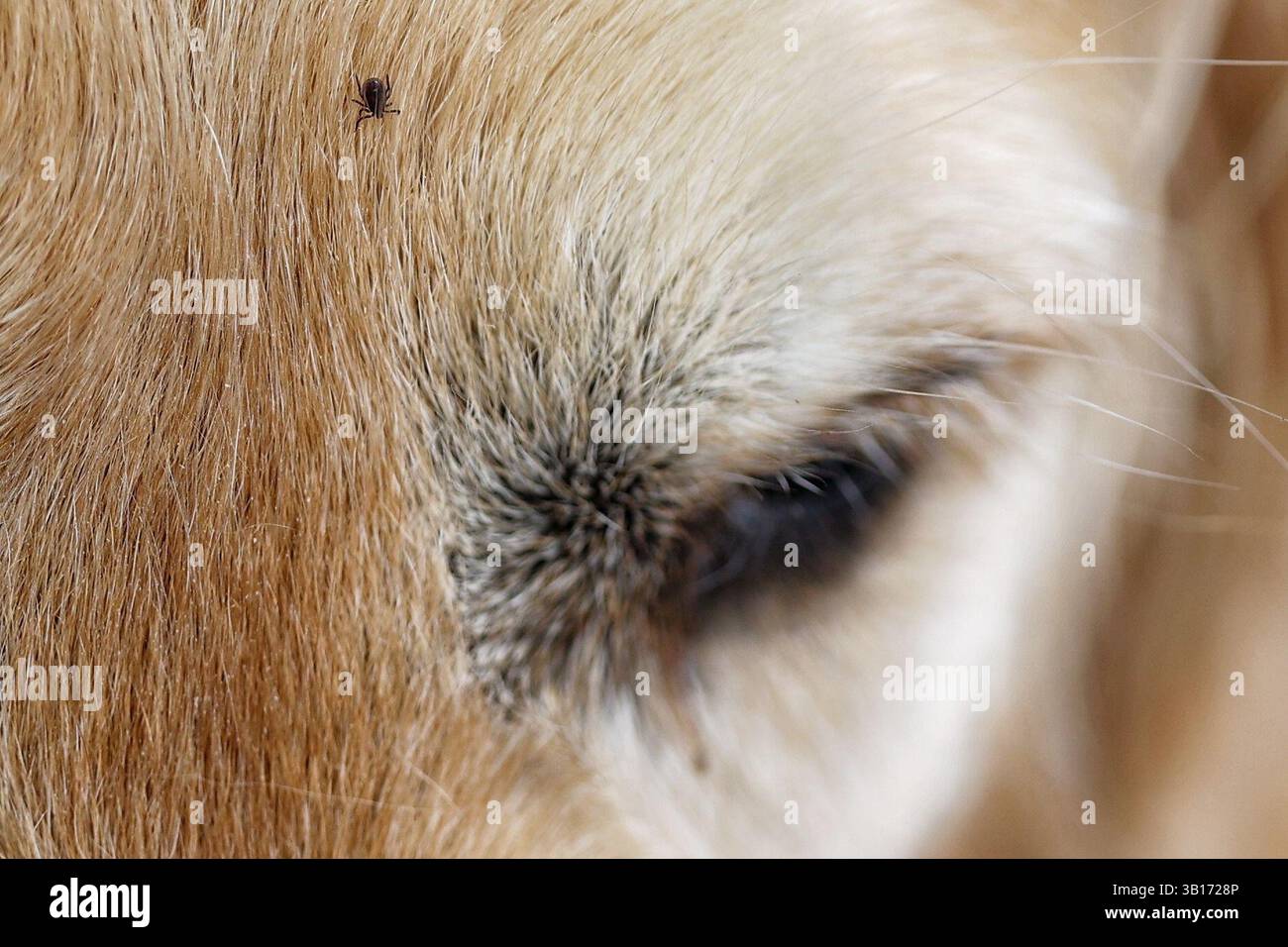 Teign Valley, Devon, Großbritannien. April 2025. Zeckensaison in Wäldern rund um das Teign Valley in Devon. Im Bild: Das Fell eines Goldenen Retrievers nach einem Spaziergang durch den Wald ankreuzen. Hinweis: Nidpor/Alamy Live News Stockfoto