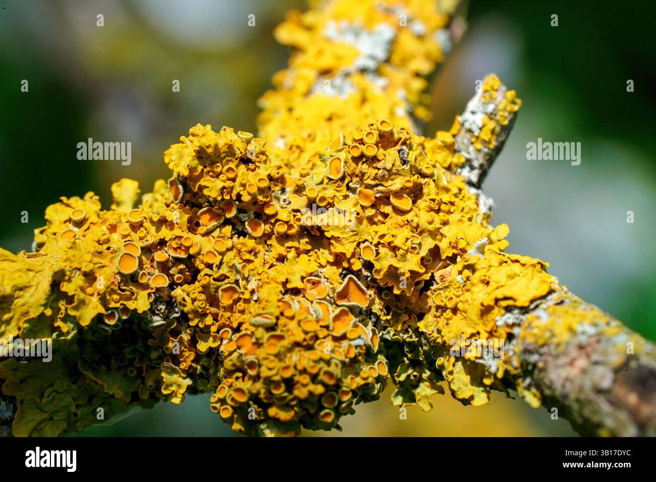 Leuchtend gelbes, gewöhnliches orangefarbenes Flechtenmuster (Xanthoria parietina) blüht auf einem Baumzweig und schafft eine strukturierte, farbenfrohe Darstellung in einer natürlichen Umgebung. Stockfoto