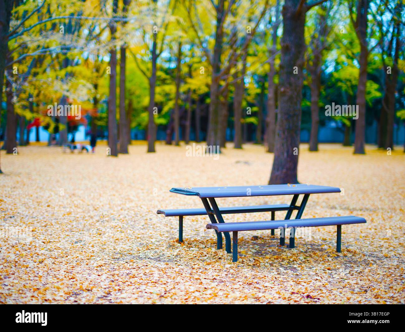 Herbstpicknicktisch im Tokyo Urban Park, bedeckt mit goldenen Ginkgo-Blättern Stockfoto