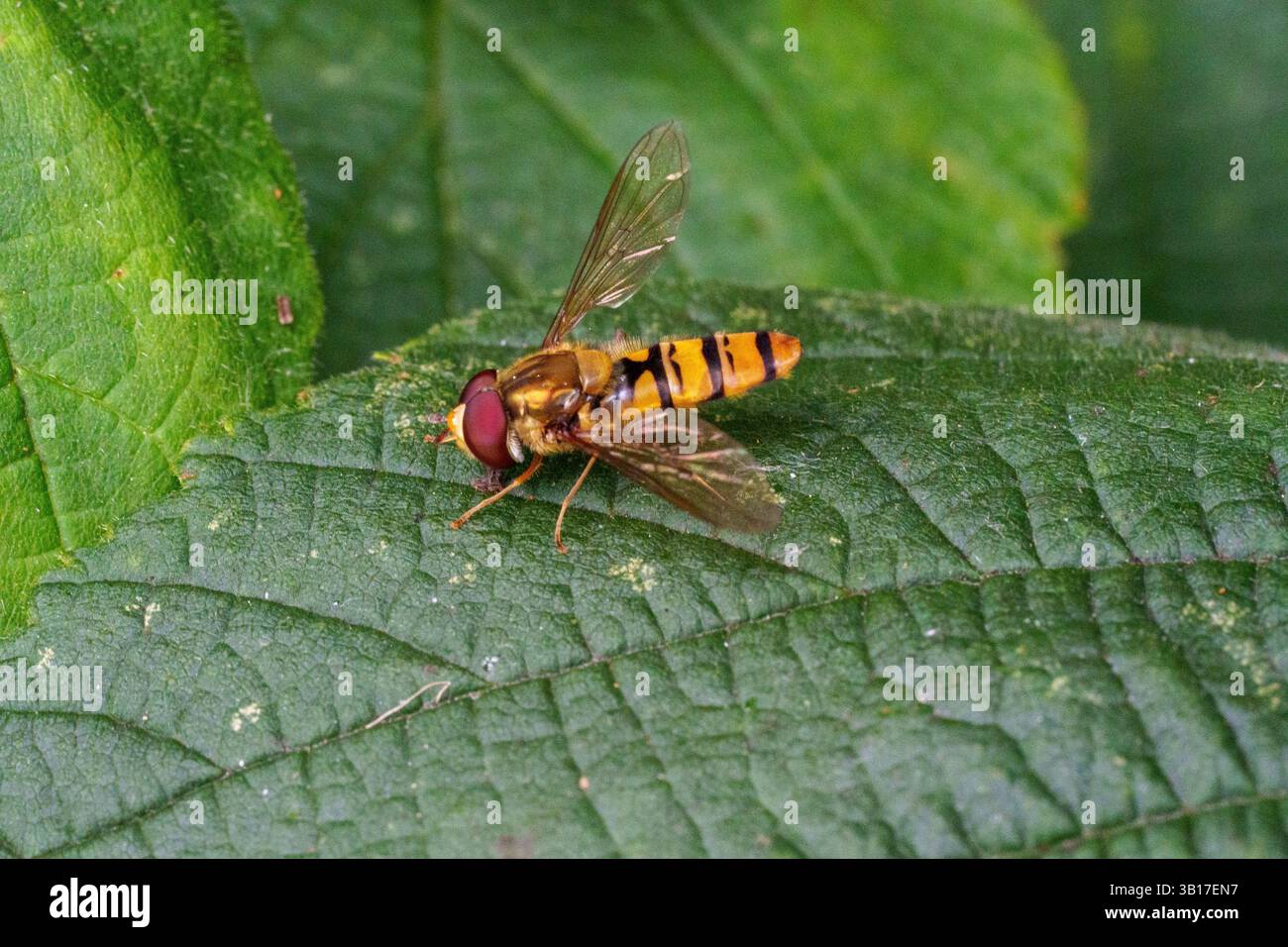 Ein hoverfly mit seinen markanten orangefarbenen und schwarzen Streifen liegt auf einem leuchtend grünen Blatt in einer natürlichen Umgebung. Stockfoto