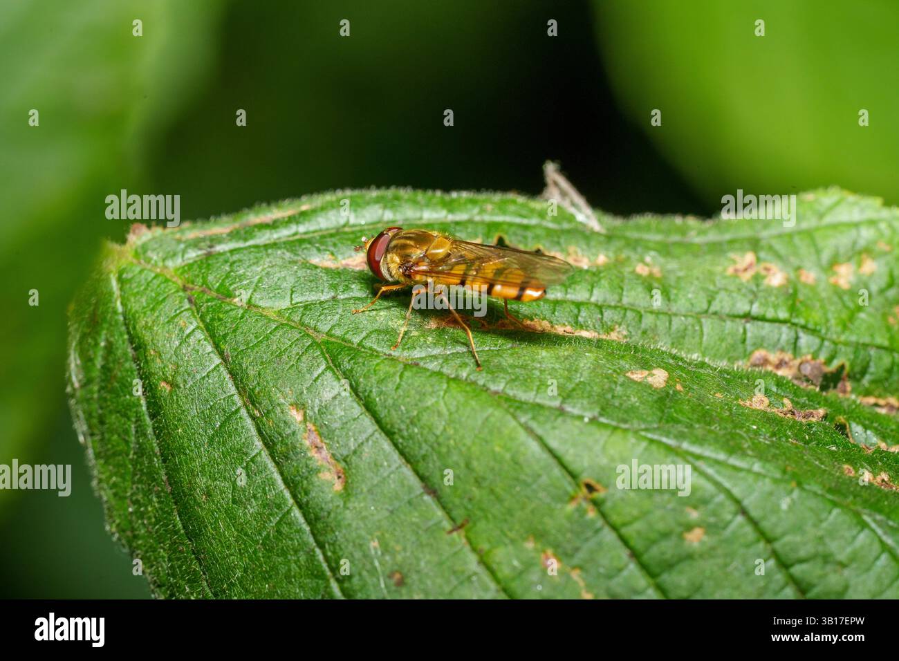 Eine hoverfly, Episyrphus balteatus, liegt auf einem leuchtend grünen Blatt, das ihre zarten Flügel und roten Augen in einer natürlichen Umgebung zeigt. Stockfoto
