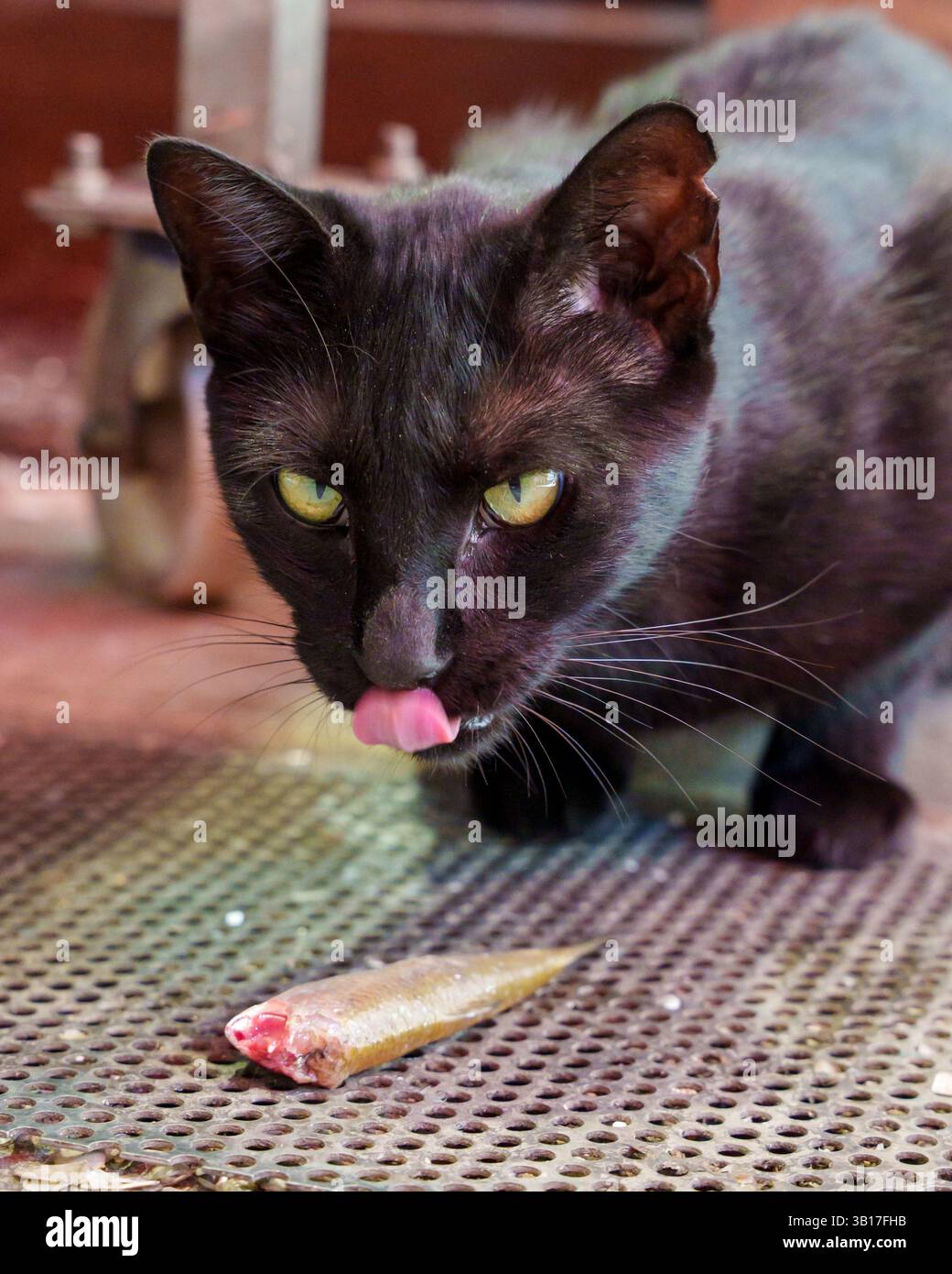 Ein Urlaubsfoto einer schwarzen Katze leckt sich die Lippen in Erwartung eines Fischhändlers auf Kreta, Griechenland, einen kleinen Fisch auf einem Metallgitter zu essen. Stockfoto