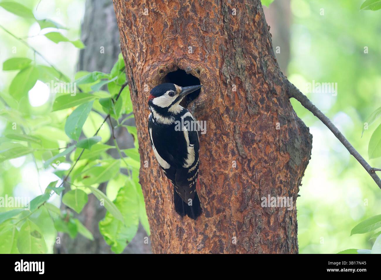 Spechte ernährt Küken, die in der Nähe der Höhle sitzen. Vögel Stockfoto