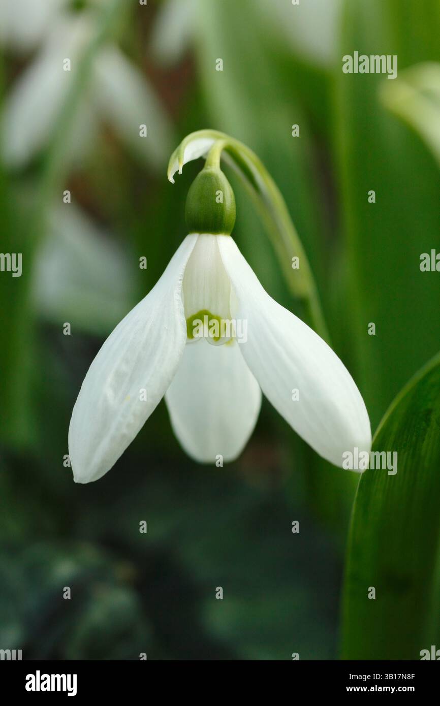Galanthus elwesii Marjorie Brown großer Schneeglöckchen mit langen äußeren Segmenten und einer umgekehrten V-Form auf den inneren Segmenten. UK Stockfoto
