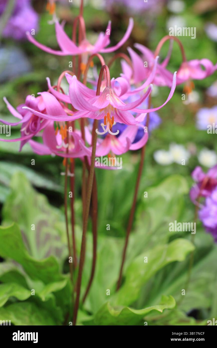 Erythronium revolutum Knightshayes Pink, Mahagoni-Kitzlilie, mit charakteristischen tiefrosa Blüten und gelben Antheren, im Frühjahr. UK Stockfoto