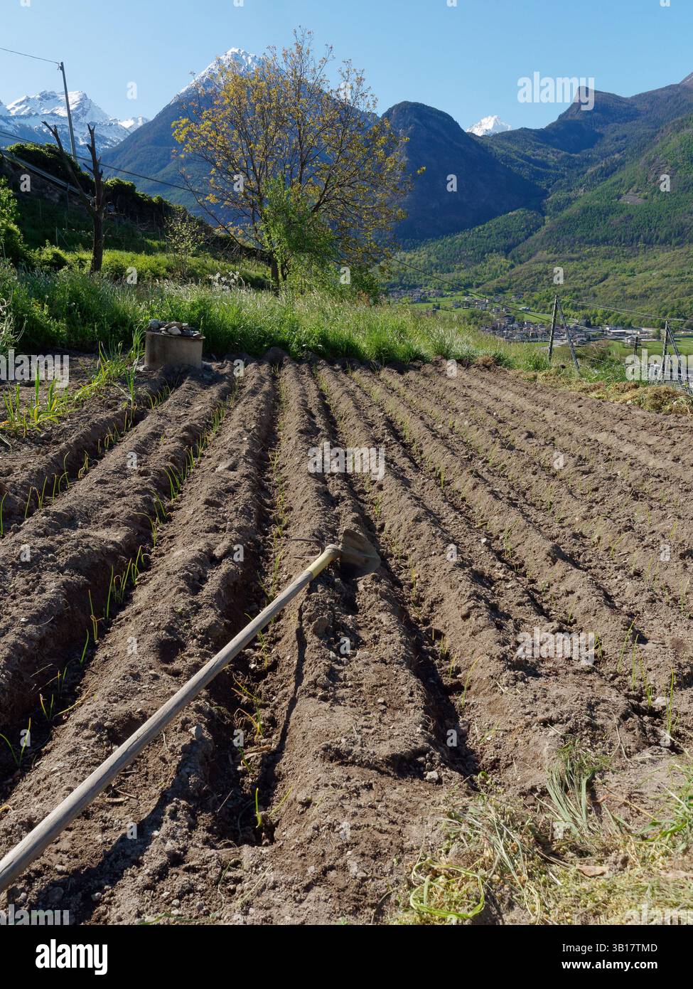 Feld mit einem Mattock-Werkzeug in der Nähe von NUS zum Pflanzen vorbereitet, mit Blick auf die Alpenberge oberhalb von Fenis im Aostatal, Italien, 24. April 2025 Stockfoto