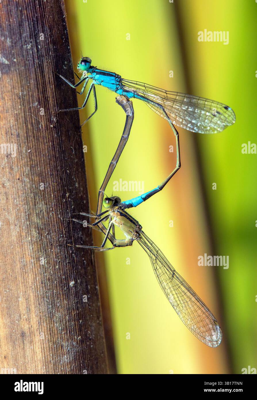 Blaue Libelle Enallagma cyathigerum, gewöhnliche blaue Damselfliege, gewöhnliches Blau oder Nordblau während der Paarung auf grünem Hintergrund Stockfoto