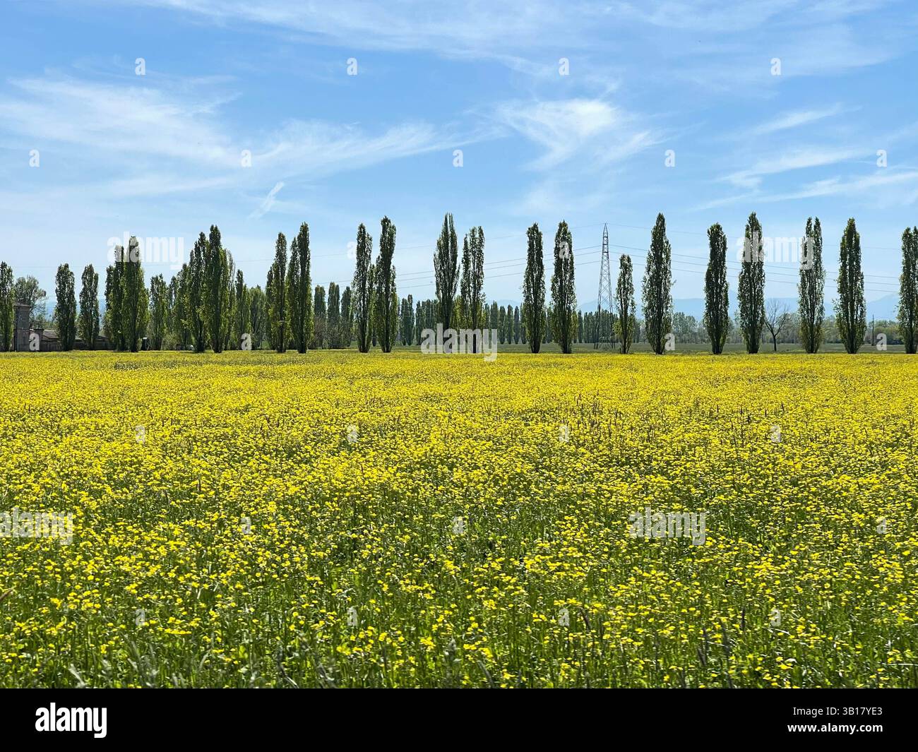 Italienische Rapsblumenplantage. Hochwertige Fotos Stockfoto