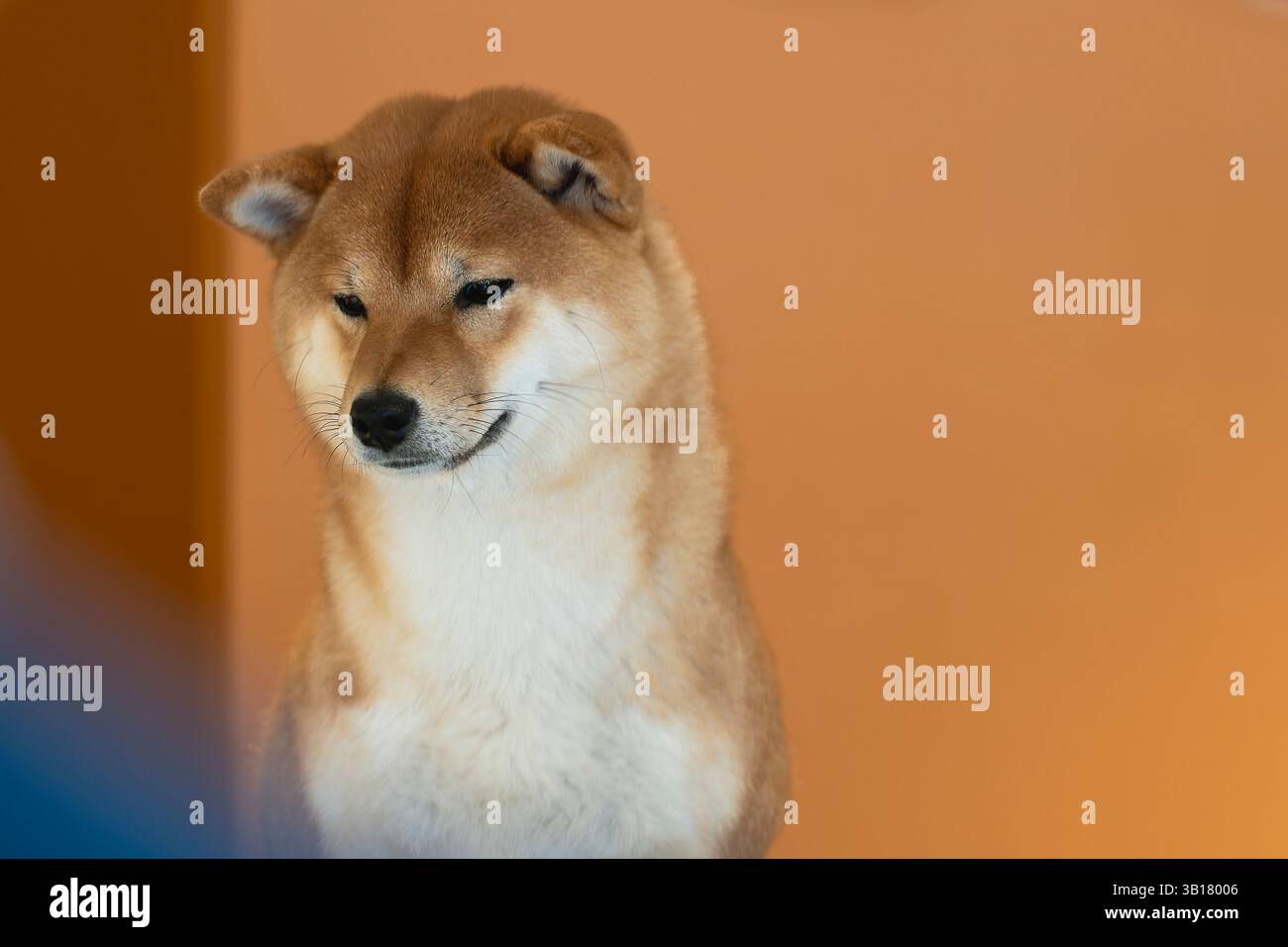 Rot-weißes japanisches shiba-inu-Hundeporträt auf orangem Hintergrund. Nahporträt einer roten Hunderasse Shiba inu, die im Studio sitzt. Shiba-Inu-Frau Stockfoto