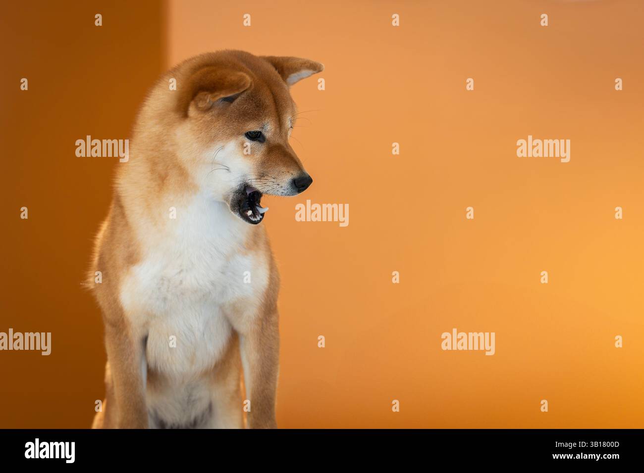Rot-weißes japanisches shiba-inu-Hundeporträt auf orangem Hintergrund. Nahporträt einer roten Hunderasse Shiba inu, die im Studio sitzt. Shiba-Inu-Frau Stockfoto