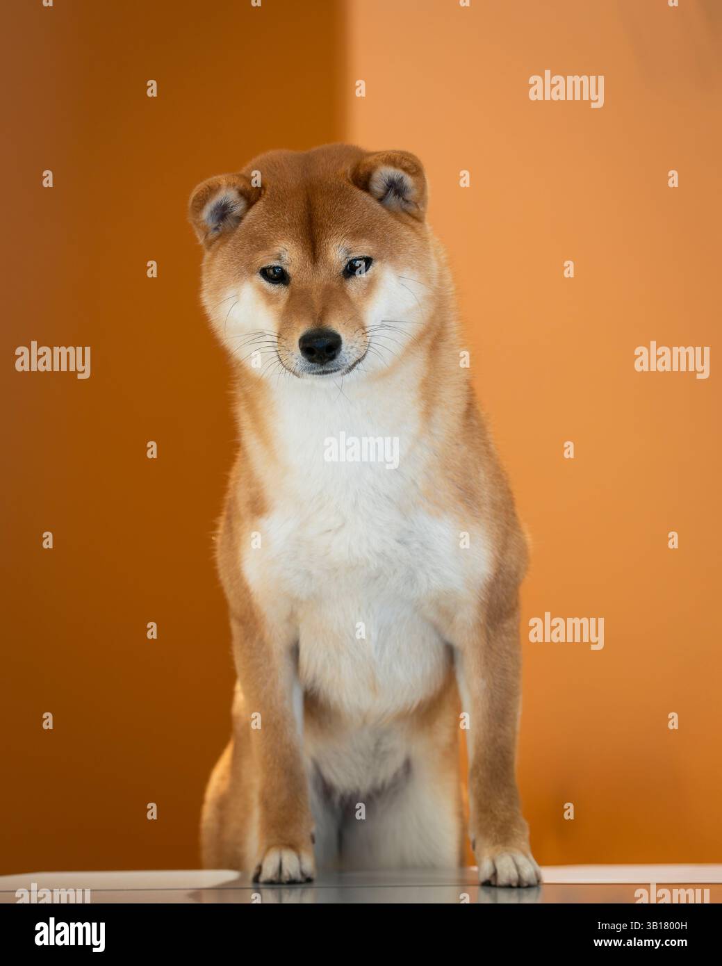 Rot-weißes japanisches shiba-inu-Hundeporträt auf orangem Hintergrund. Nahporträt einer roten Hunderasse Shiba inu, die im Studio sitzt. Shiba-Inu-Frau Stockfoto