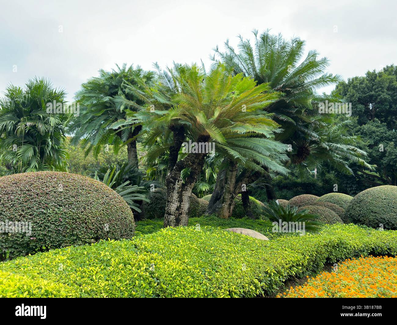 Pulsierende tropische Gartenszene mit üppigen grünen Palmen und getrimmten Büschen unter einem bewölkten Himmel. - Smartphone-aufgenommenes Stockfoto