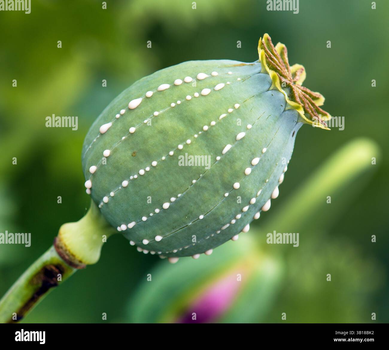 Opiummohnkopf, lateinisch Papaver somniferum, unreifer Mohnkopf mit Tropfen Opiummilchlatex auf grünem Hintergrund Stockfoto