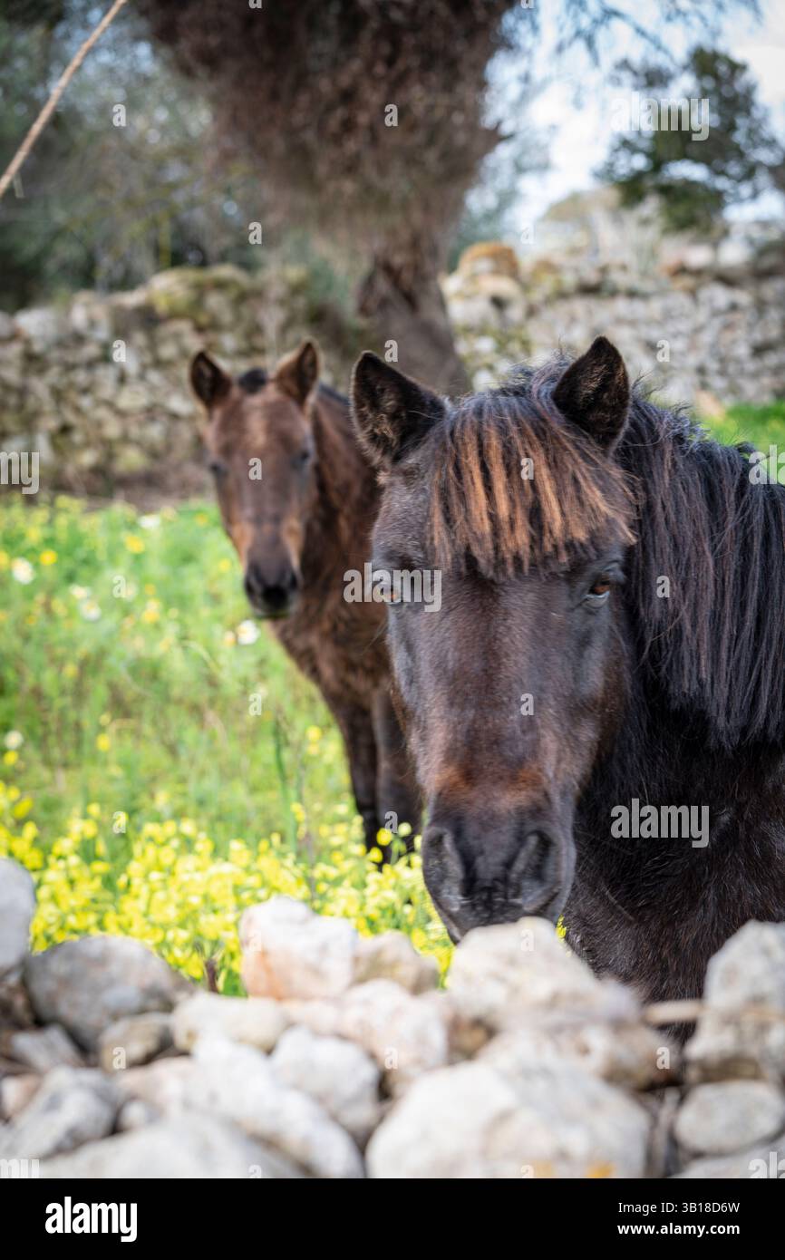 Pferd hinter einem Steinzaun, Puig de Son Talent, Manacor, Mallorca, Balearen, Spanien. Stockfoto