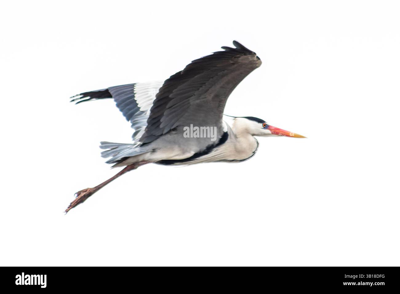 Graureiher (Ardea cinerea) im Zuchtgefieder während der Paarungszeit mit markanten Kopffedern und eleganter Haltung. Stockfoto