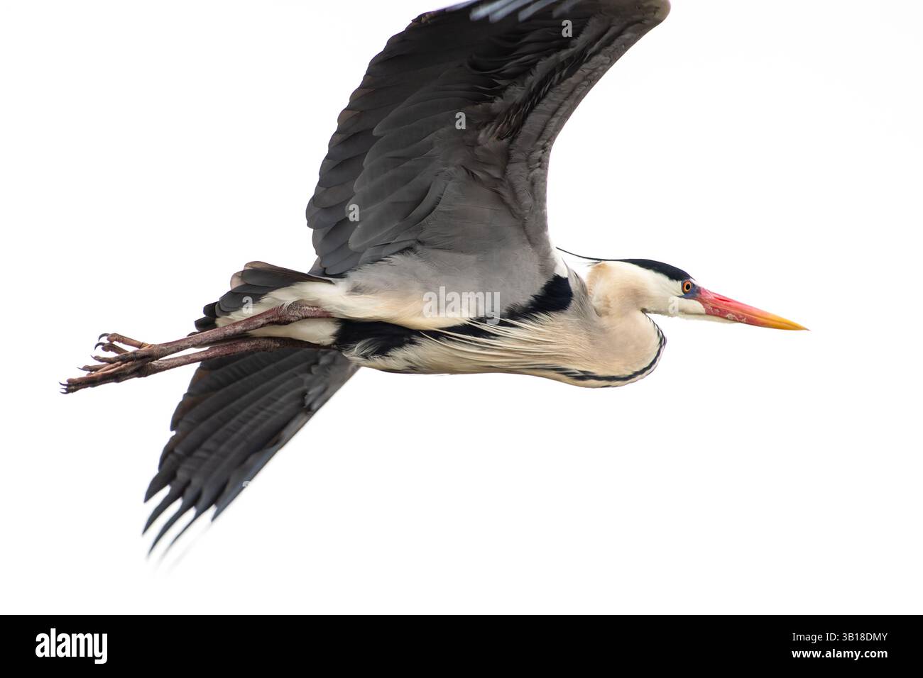 Graureiher (Ardea cinerea) im Zuchtgefieder während der Paarungszeit mit markanten Kopffedern und eleganter Haltung. Stockfoto