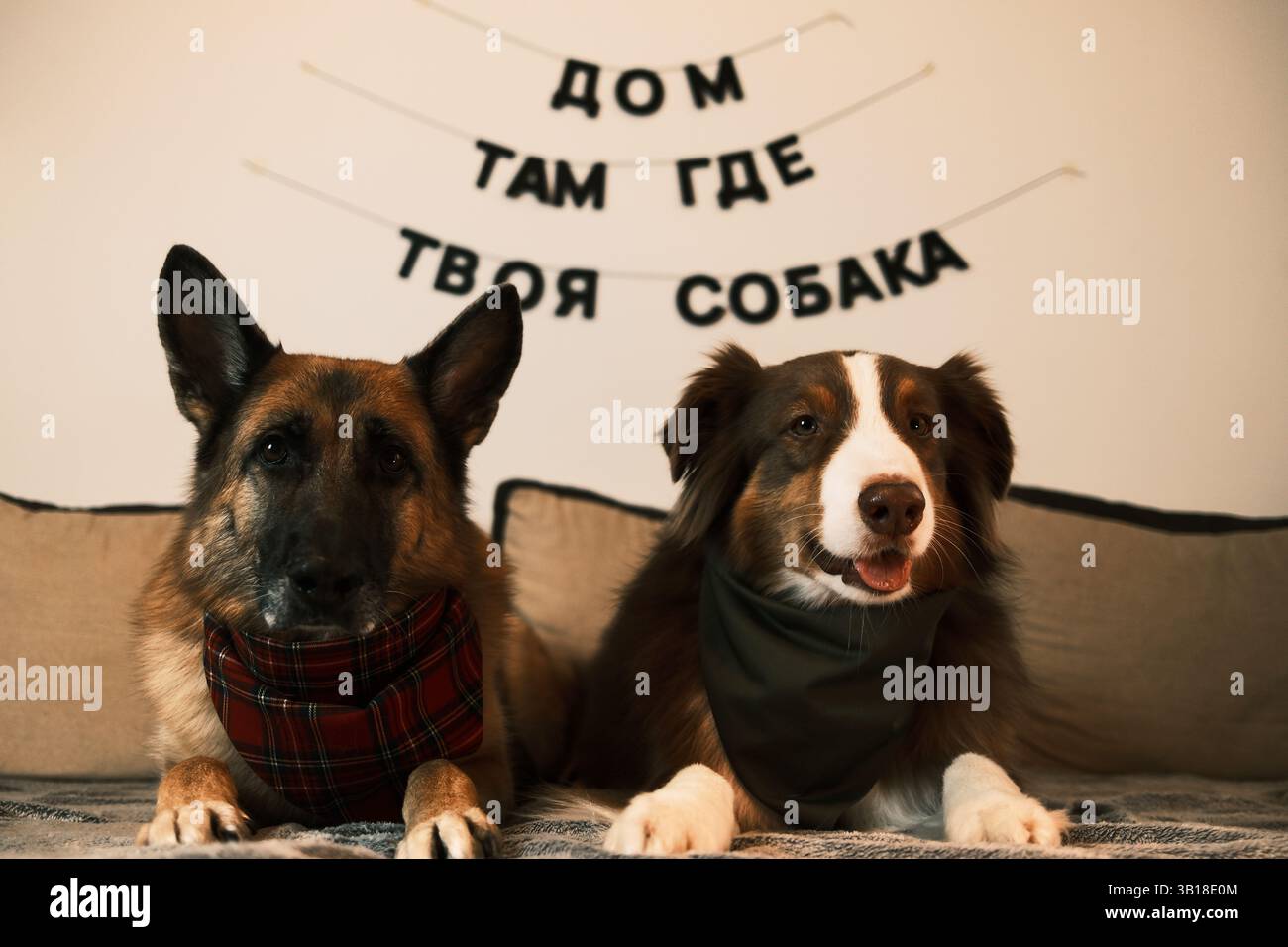 Zwei Hunde - Deutsche und australische Schäferhunde mit Bandanas am Hals liegen auf der Couch in der Wohnung. An der weißen Wand befindet sich eine schwarze Inschrift Stockfoto