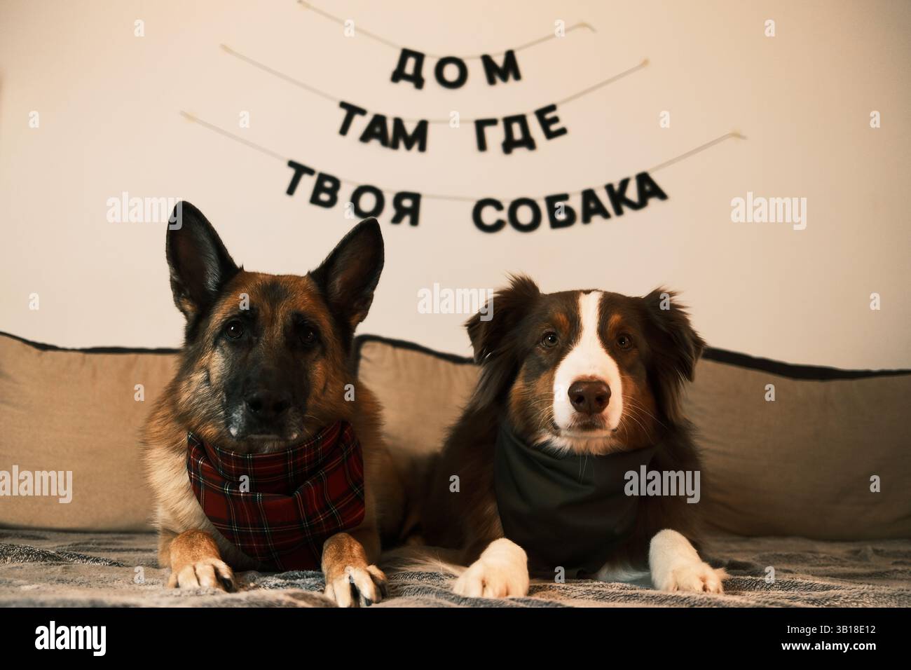 Zwei Hunde - Deutsche und australische Schäferhunde mit Bandanas am Hals liegen auf der Couch in der Wohnung. An der weißen Wand befindet sich eine schwarze Inschrift Stockfoto