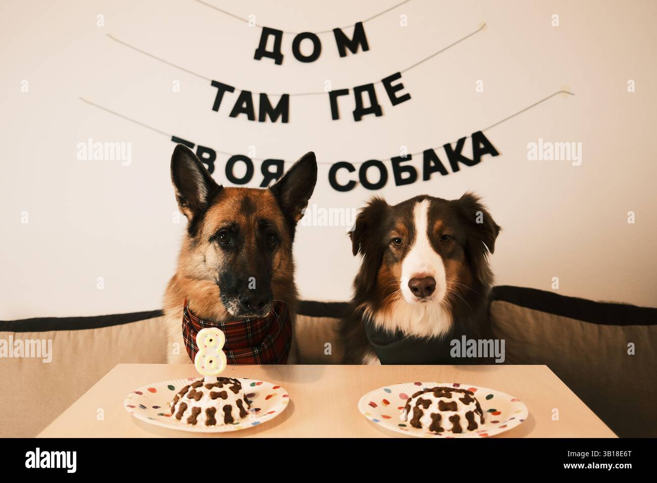 Deutsche und australische Schäferhunde mit Geburtstagskuchen in der Wohnung. An der weißen Wand befindet sich eine schwarze Inschrift in russischen Buchstaben - Heimat Stockfoto