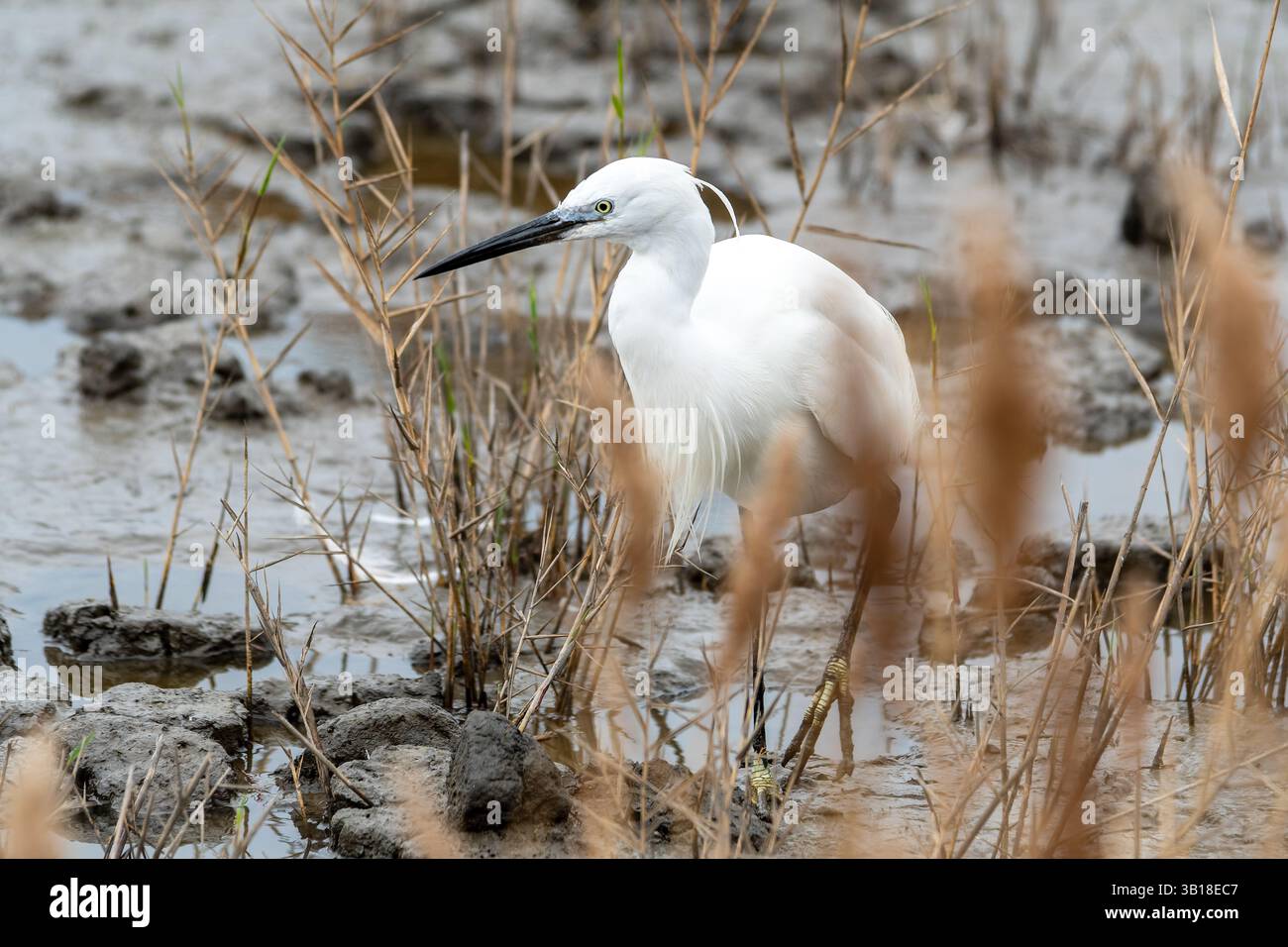 Der kleine Reiher (Egretta garzetta), der in flachen Feuchtgebieten nach Nahrung sucht, mit seinen markanten schwarzen Beinen und seinem scharfen Schnabel. Stockfoto