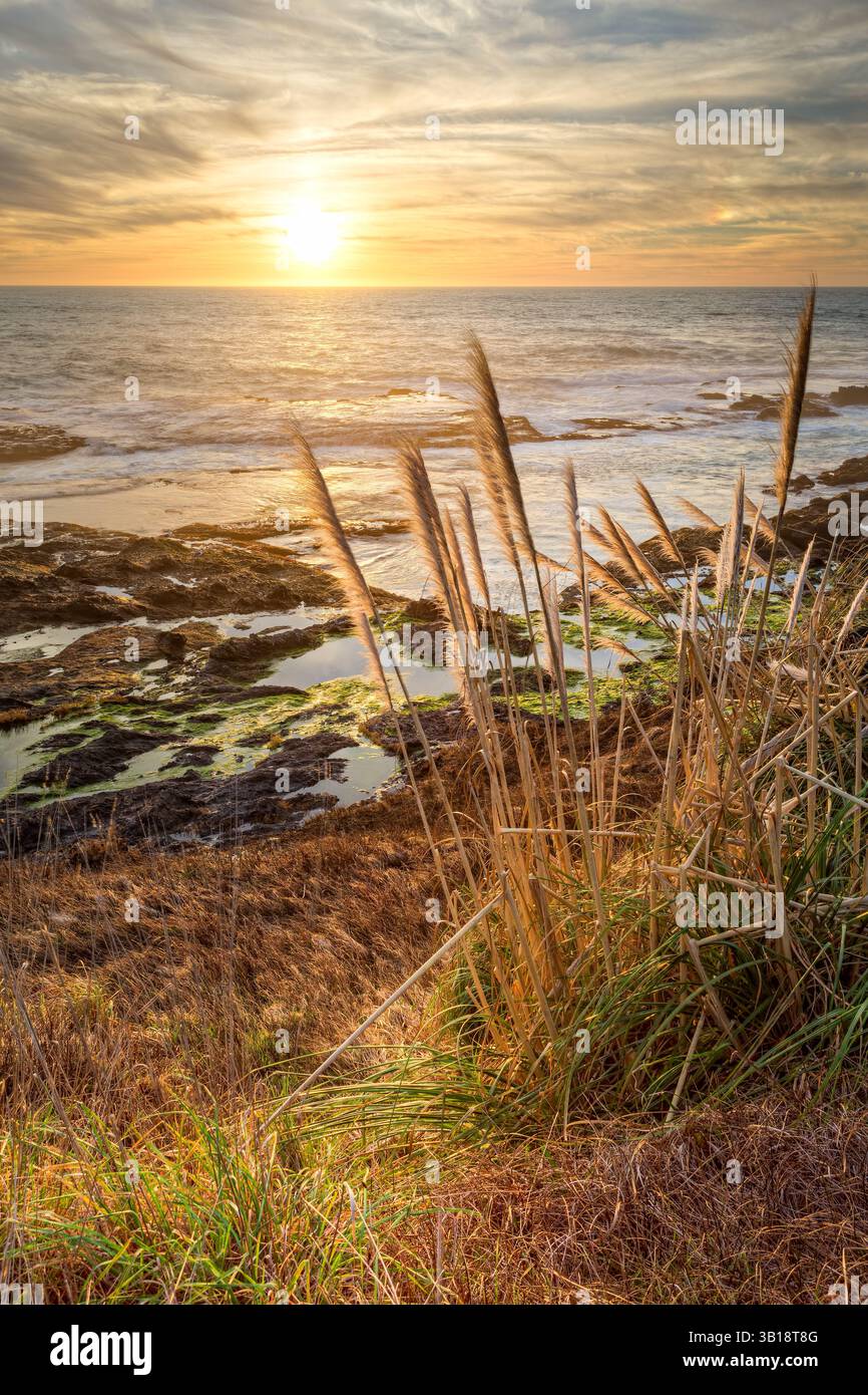 Malerischer Blick auf die Pazifikküste bei Sonnenuntergang, mit hohem, gefiedertem Pampas-Gras (Cortaderia) im Vordergrund und felsiger Flut po Stockfoto
