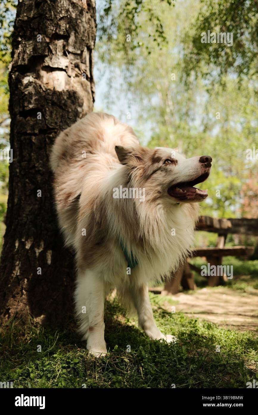 Red merle Border Collie in einem blauen Gurtzeug spielt einen verspielten Handstand an einem Baum in einem sonnigen Park, umgeben von frischem grünen Gras und Bäumen. Agil Stockfoto