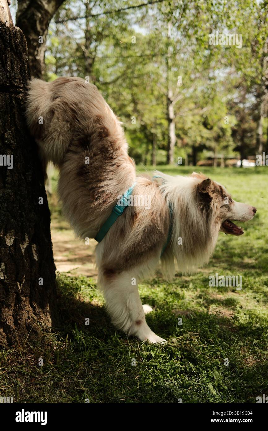 Red merle Border Collie in einem blauen Gurtzeug spielt einen verspielten Handstand an einem Baum in einem sonnigen Park, umgeben von frischem grünen Gras und Bäumen. Agil Stockfoto