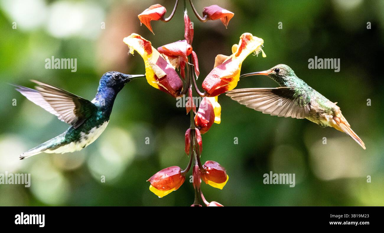 Nahaufnahme des Weißhalsjakobins und des Rufous-tail Kolibri im Flug, der sich von Nektar aus roten und gelben Blüten im Nordwesten Ecuadors ernährt. Stockfoto