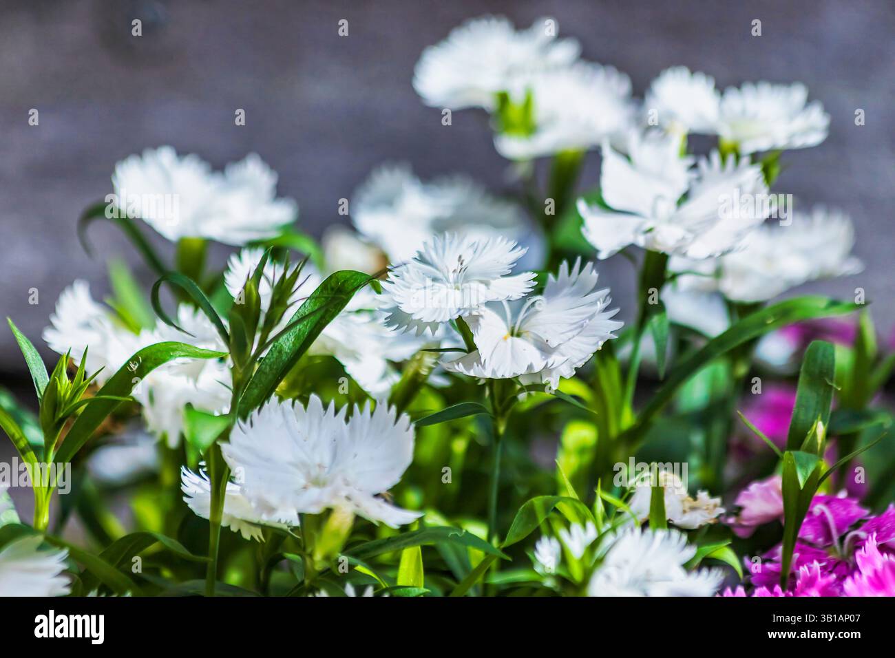 Diathus weiße und rosafarbene Blumen auf dem Innenhof des Landschaftsgartens in Lake Macquarie Gegend von Australien - Wohnhaus. Stockfoto