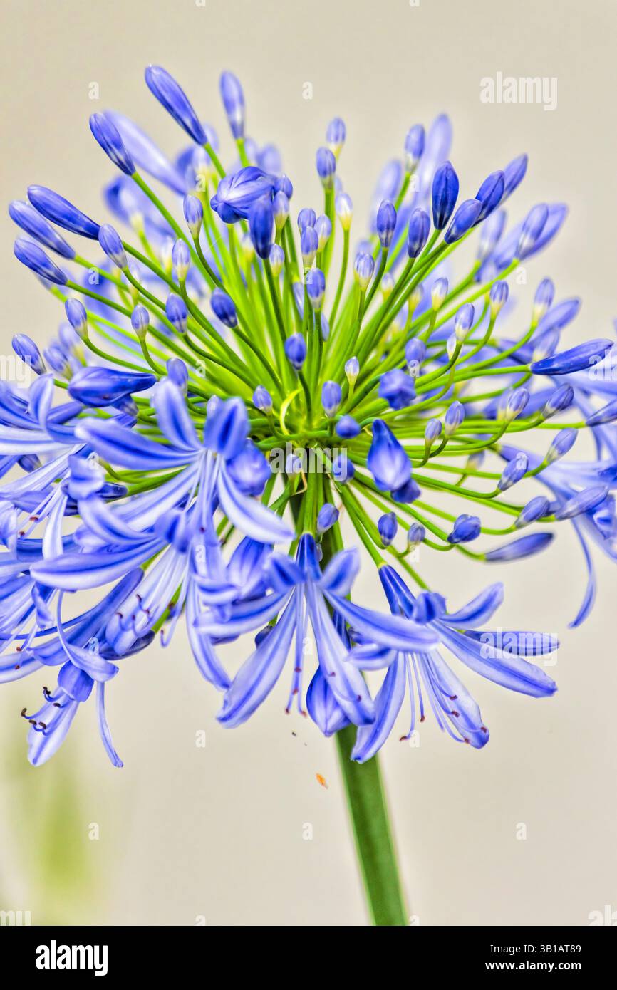 Vertikale Lily of the Nil blau blühende Blume im Landschaftsgarten von Australien - Natur im Freien ein hochklassiges Bild. Stockfoto
