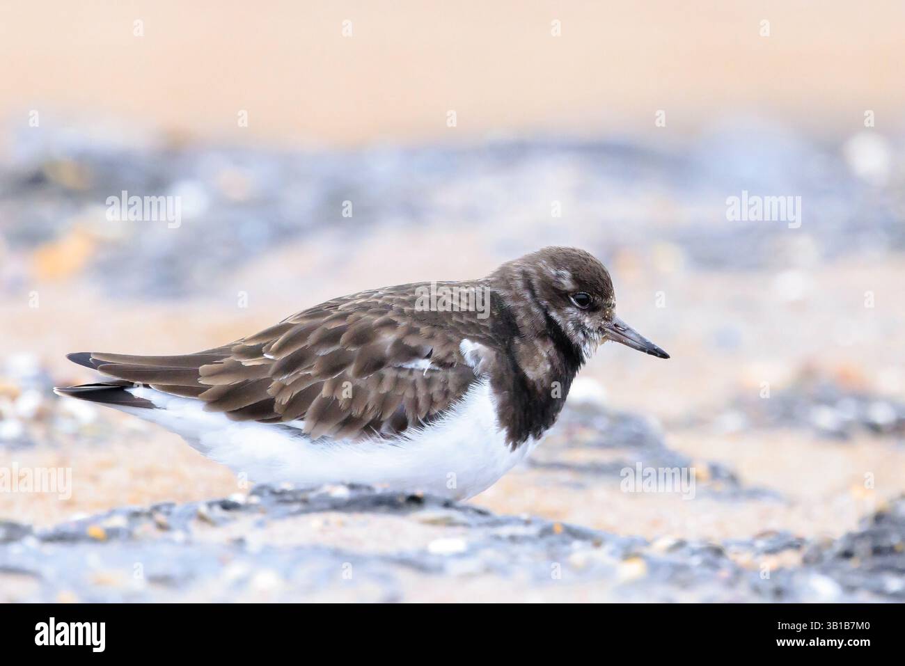 Ruddy Steinwälzer waten Vogel, Arenaria Interpres, zwischen den Felsen am Ufer auf Nahrungssuche. Diese Vögel Leben in Herden am Ufer und sind Zugvögel. Stockfoto