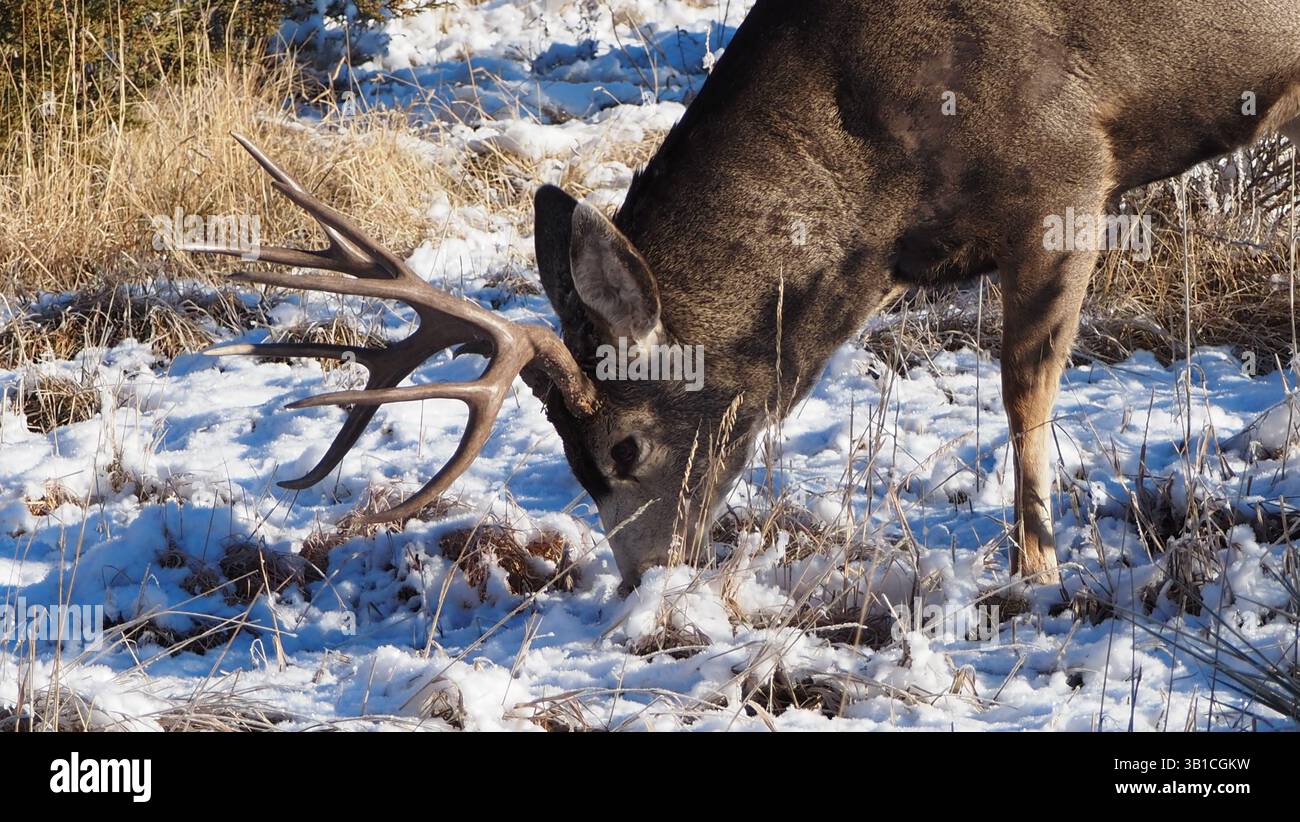 Maultierhirsch, Garten Gottes Stockfoto