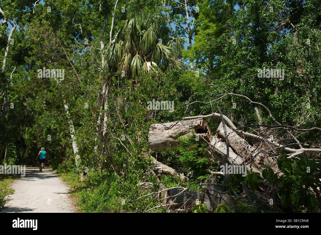 Reife kaukasische Frau, die auf einem Waldtral umringt von üppigen grünen Bäumen spaziert. Eine ruhige Szene mit einem Einzelgänger, der auf einem Holzweg spaziert Stockfoto