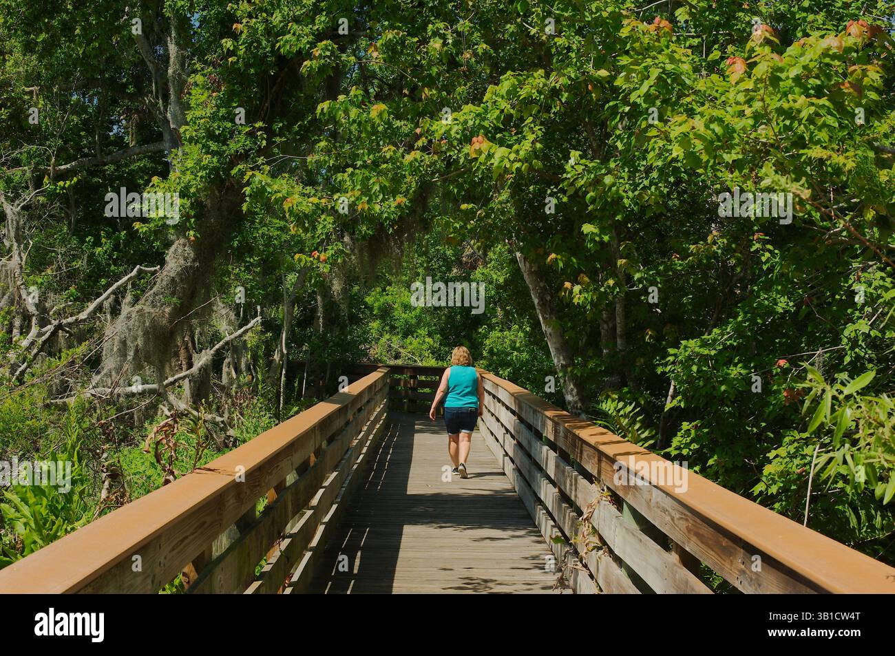 Reife kaukasische Frau, die auf einem Waldtral umringt von üppigen grünen Bäumen spaziert. Eine ruhige Szene mit einem Einzelgänger, der auf einem Holzweg spaziert Stockfoto