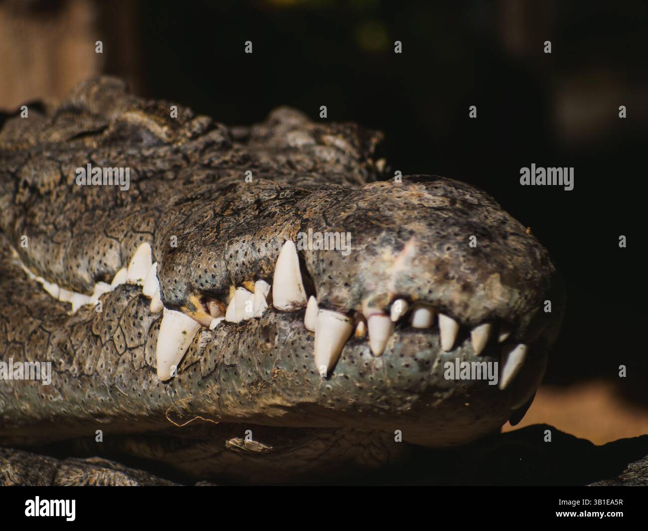 Nahaufnahme eines Mundes eines Krokodils voller Zähne im Schatten Stockfoto